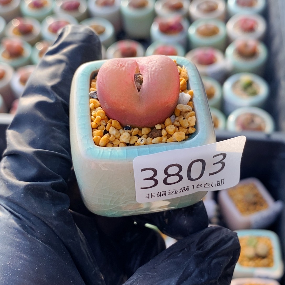 3803--一物一拍 带盆