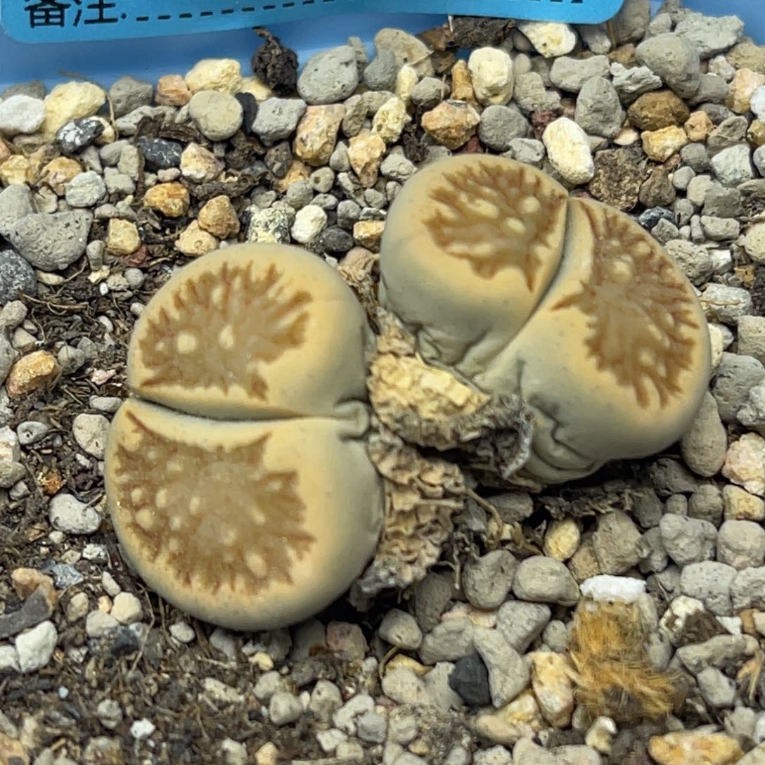 0437双头柠檬菊一颗
