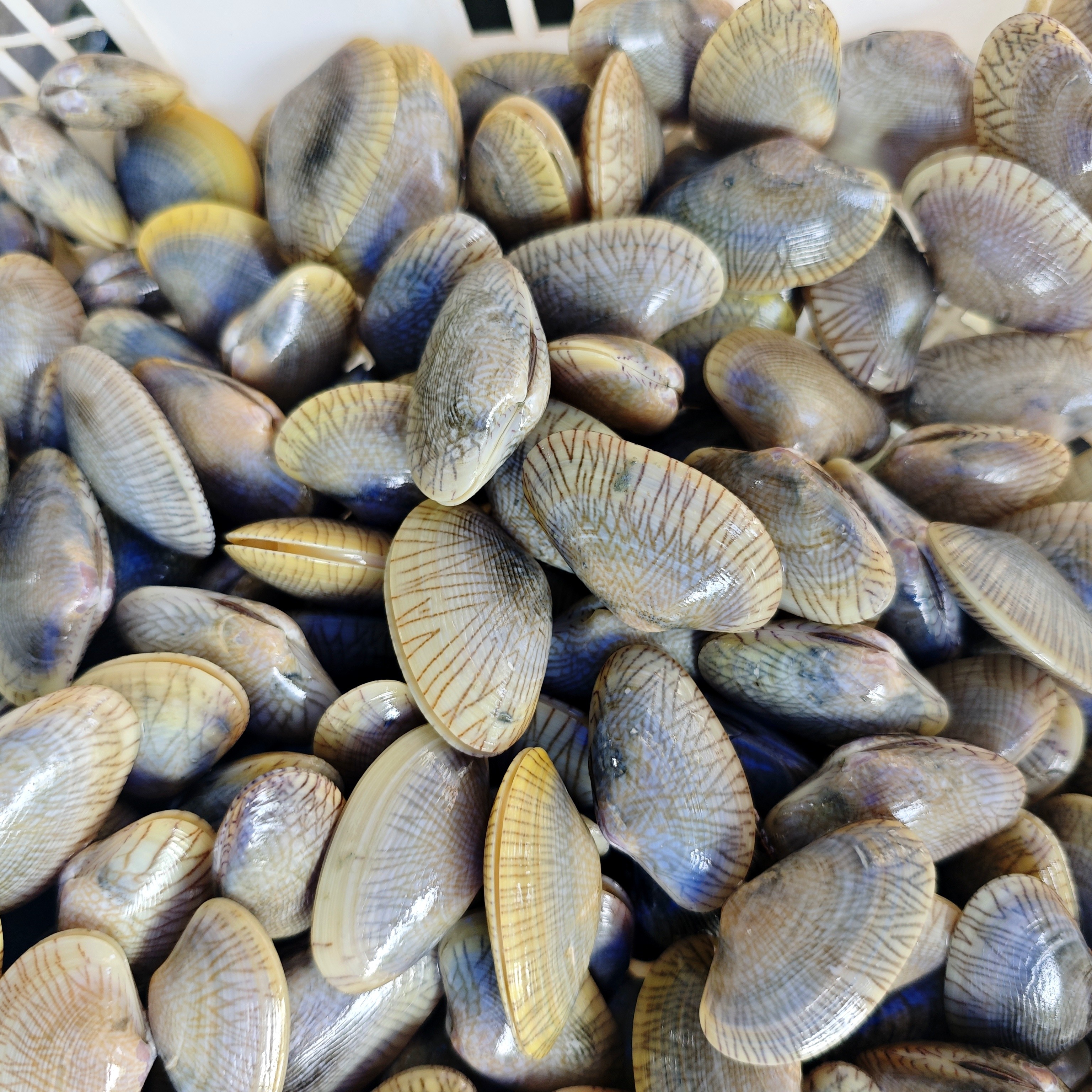 油甲 花甲王 众赢水产同城急送