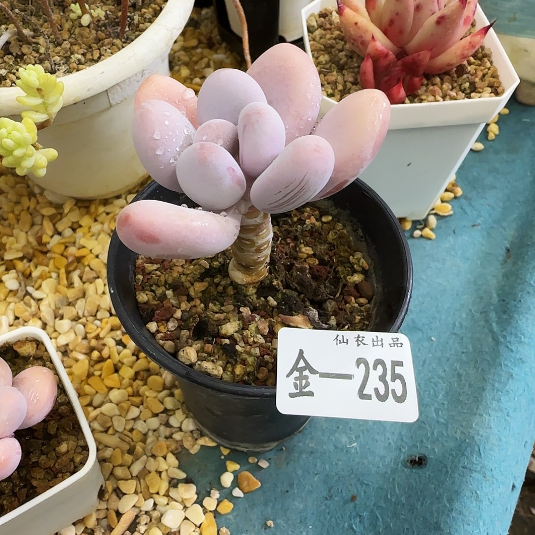 彩奶，235，仙农出品