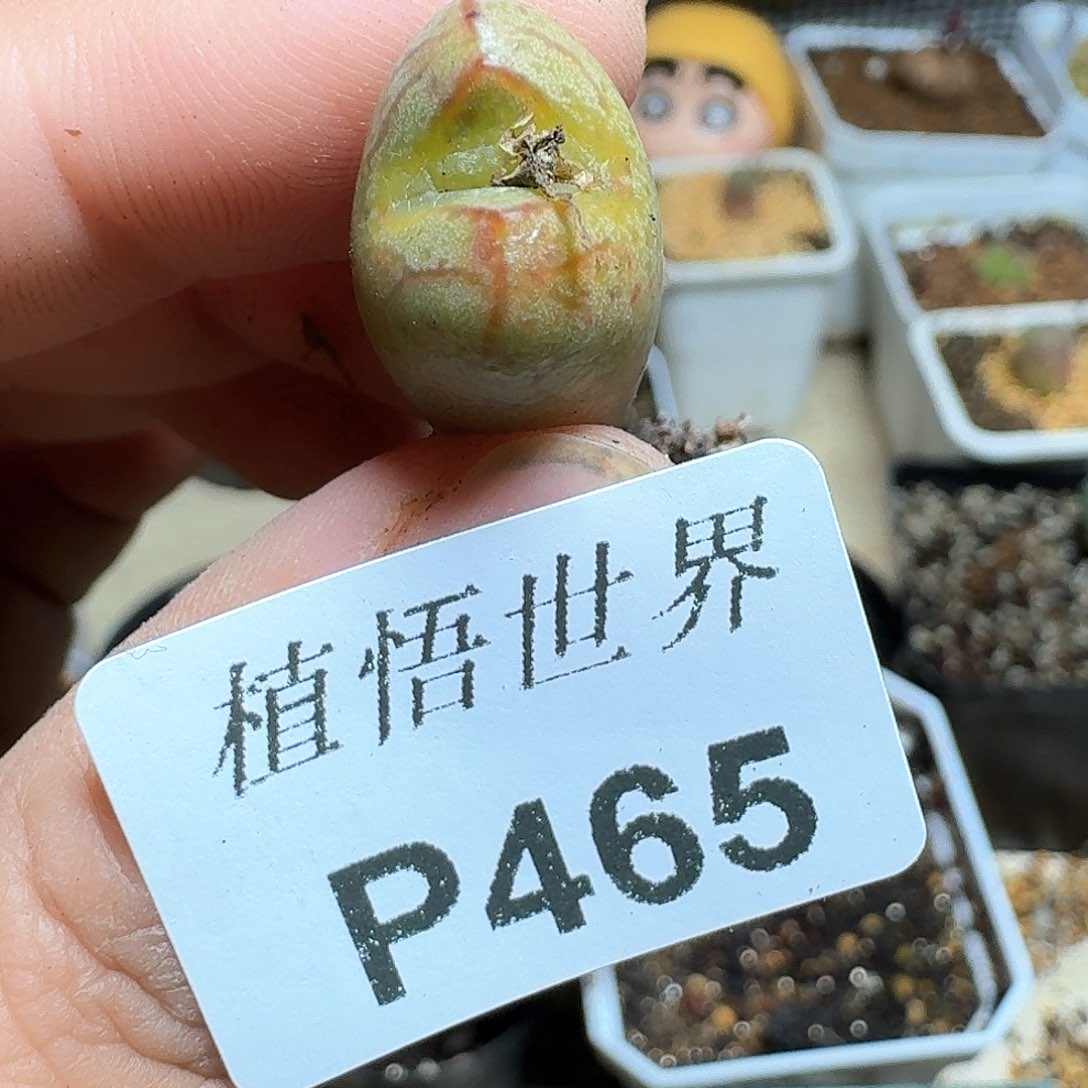 465号多肉植物哇c cv b