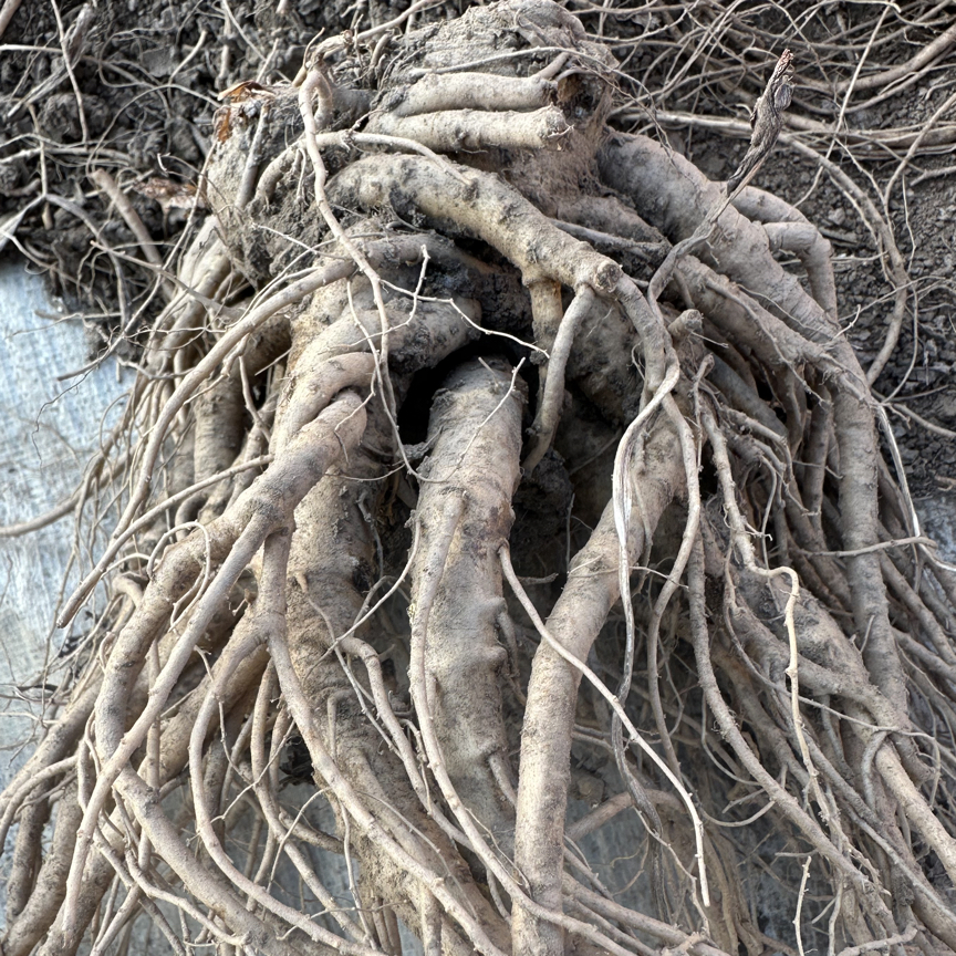 岷县新鲜当归滋补泡酒煲汤