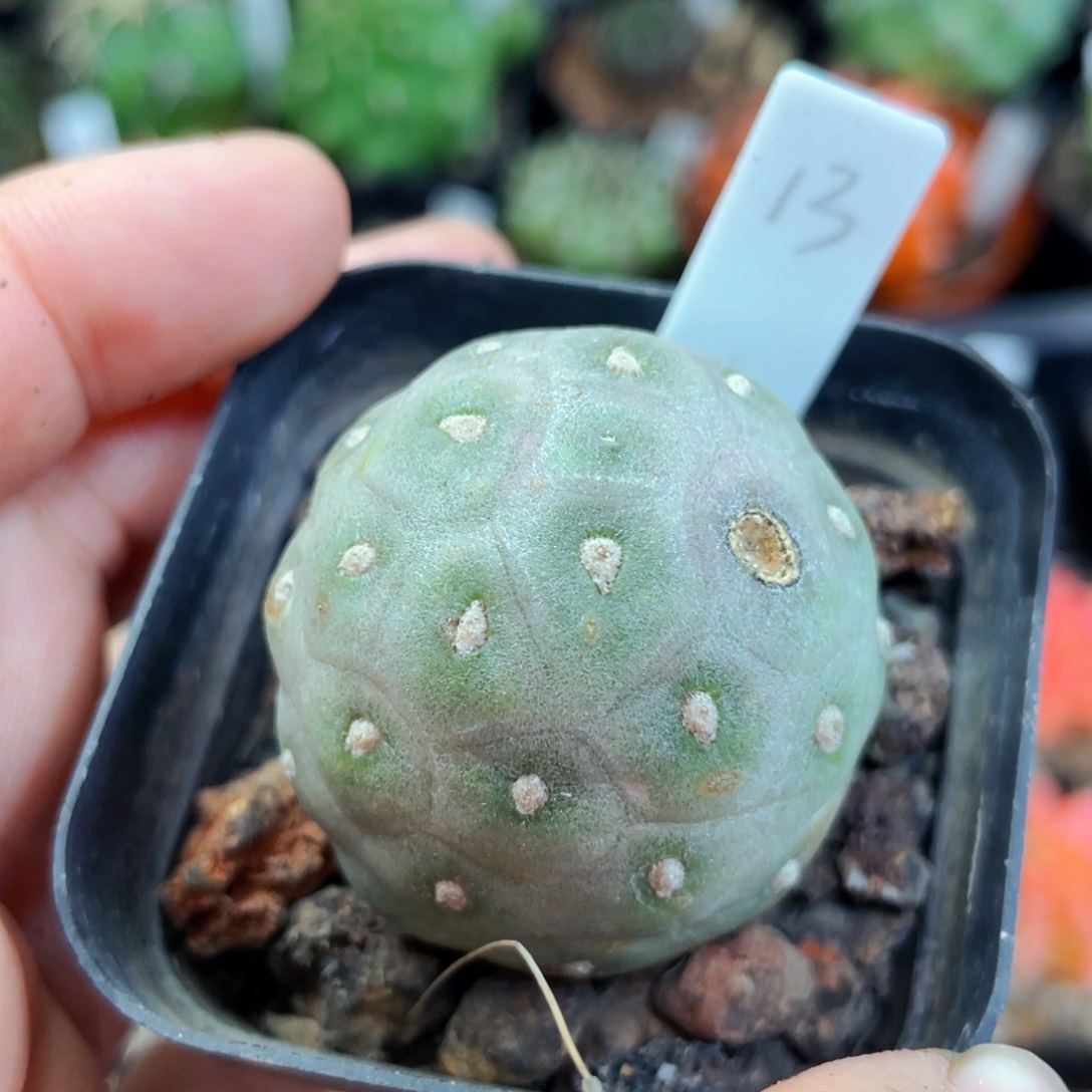 洞洞习志野盆5公分满25包邮裸根发货