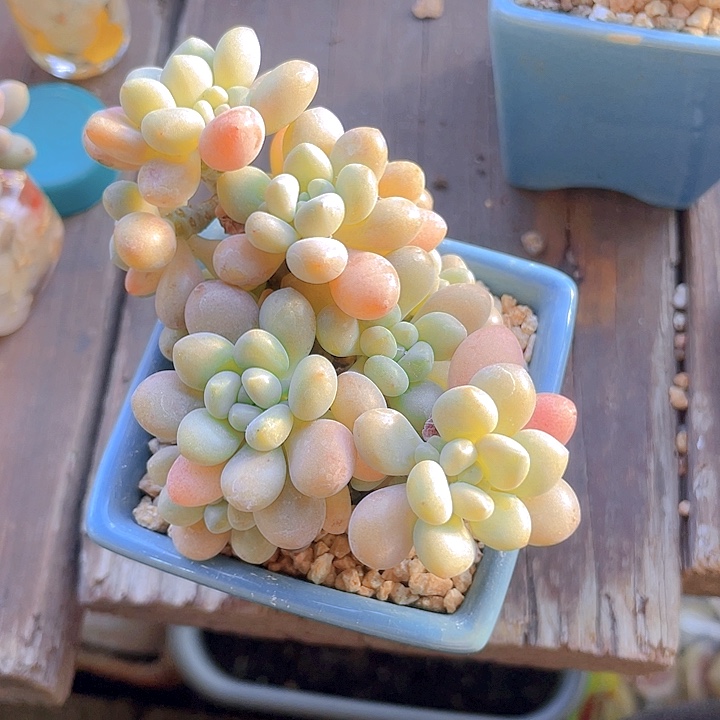 多肉植物多肉植物