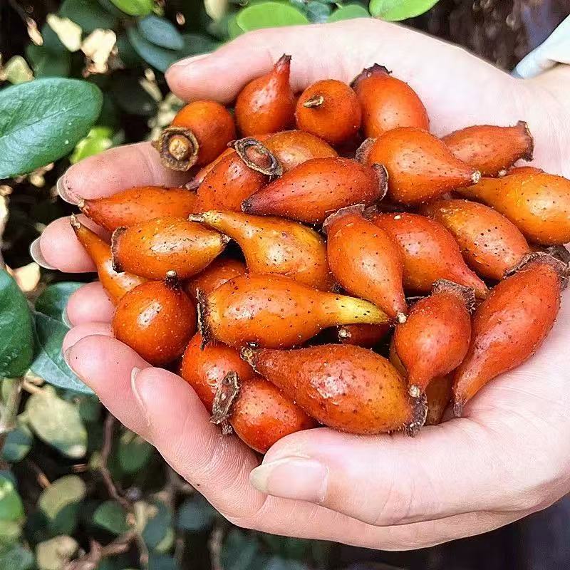 野生金樱子鲜果 泡酒