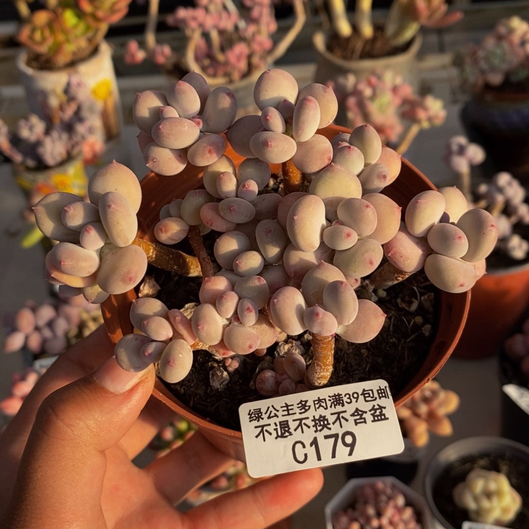 179苹果奶四代多肉散