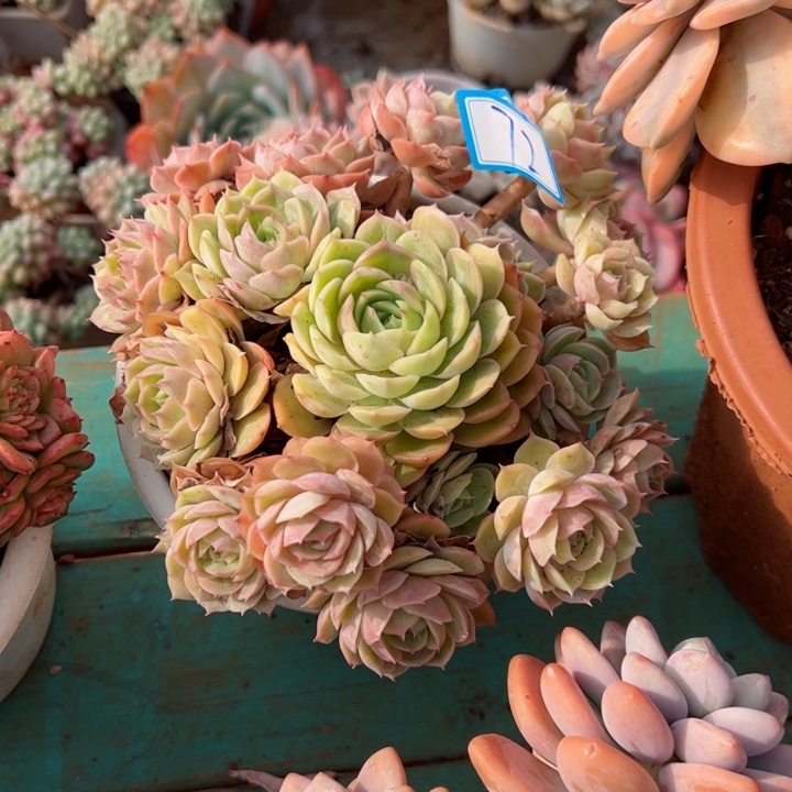 72昂斯诺平平安安健健康康