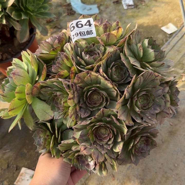 万拉丝……多肉植物……