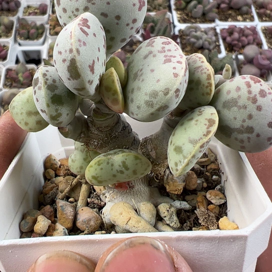 花蛋老桩多肉植物水泡