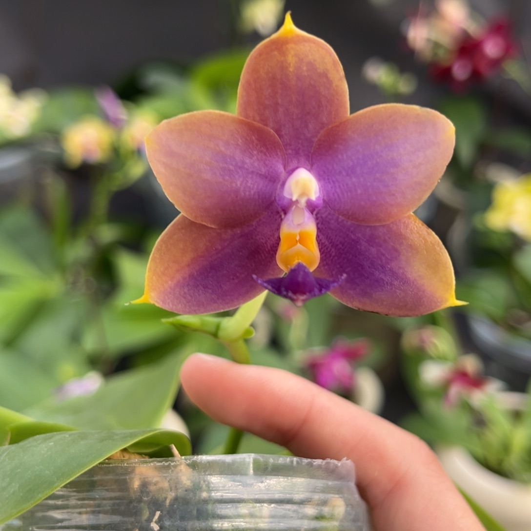 完全开放2.5寸yw16开花株