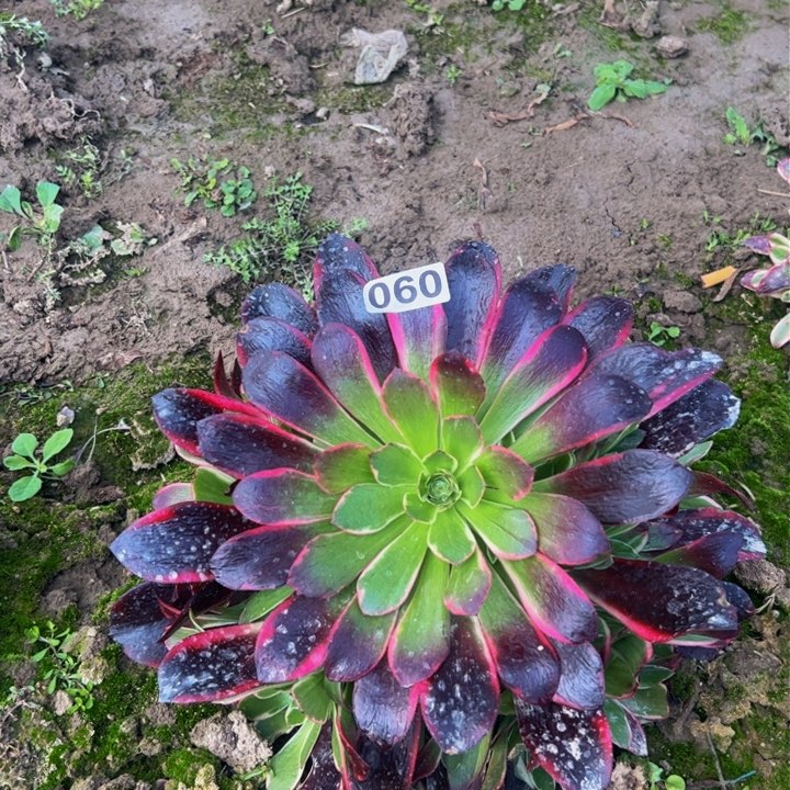 060多肉植物盆栽