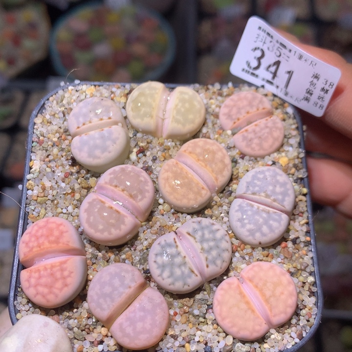 精品生石花35.341