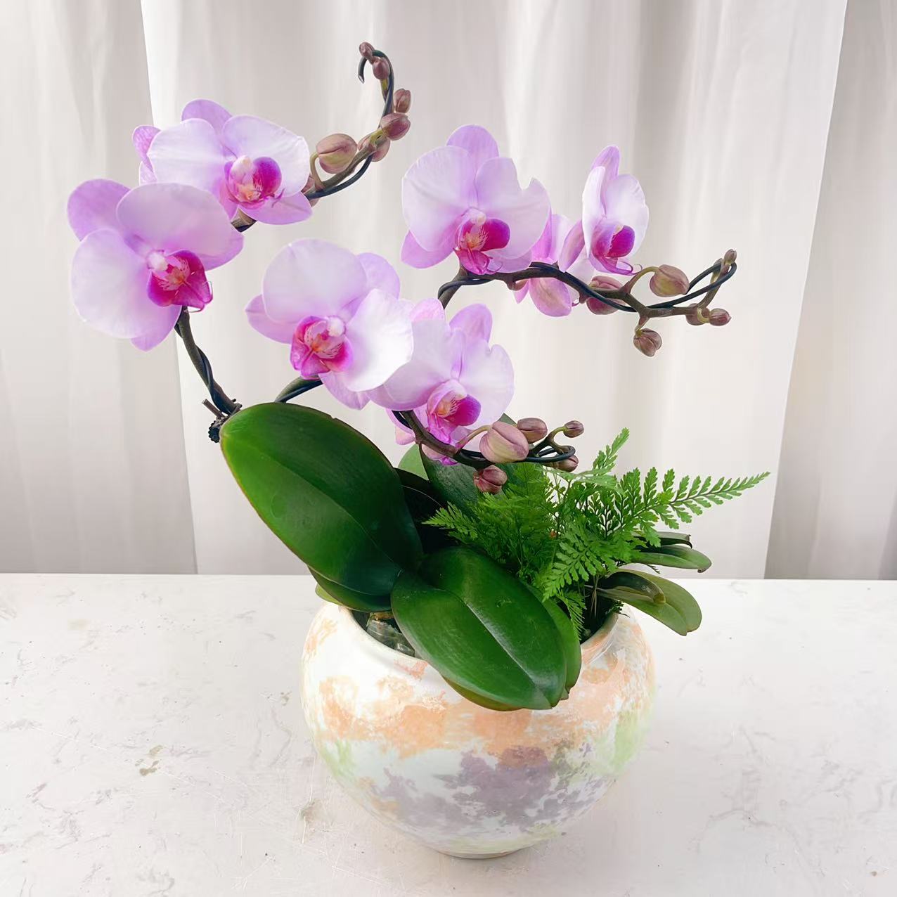 桦艺优选【豆蔻】蝴蝶兰绿植花卉艺术 高级盆栽植株 很好养