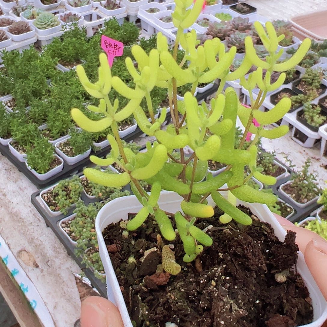 糖球锦19包邮多肉