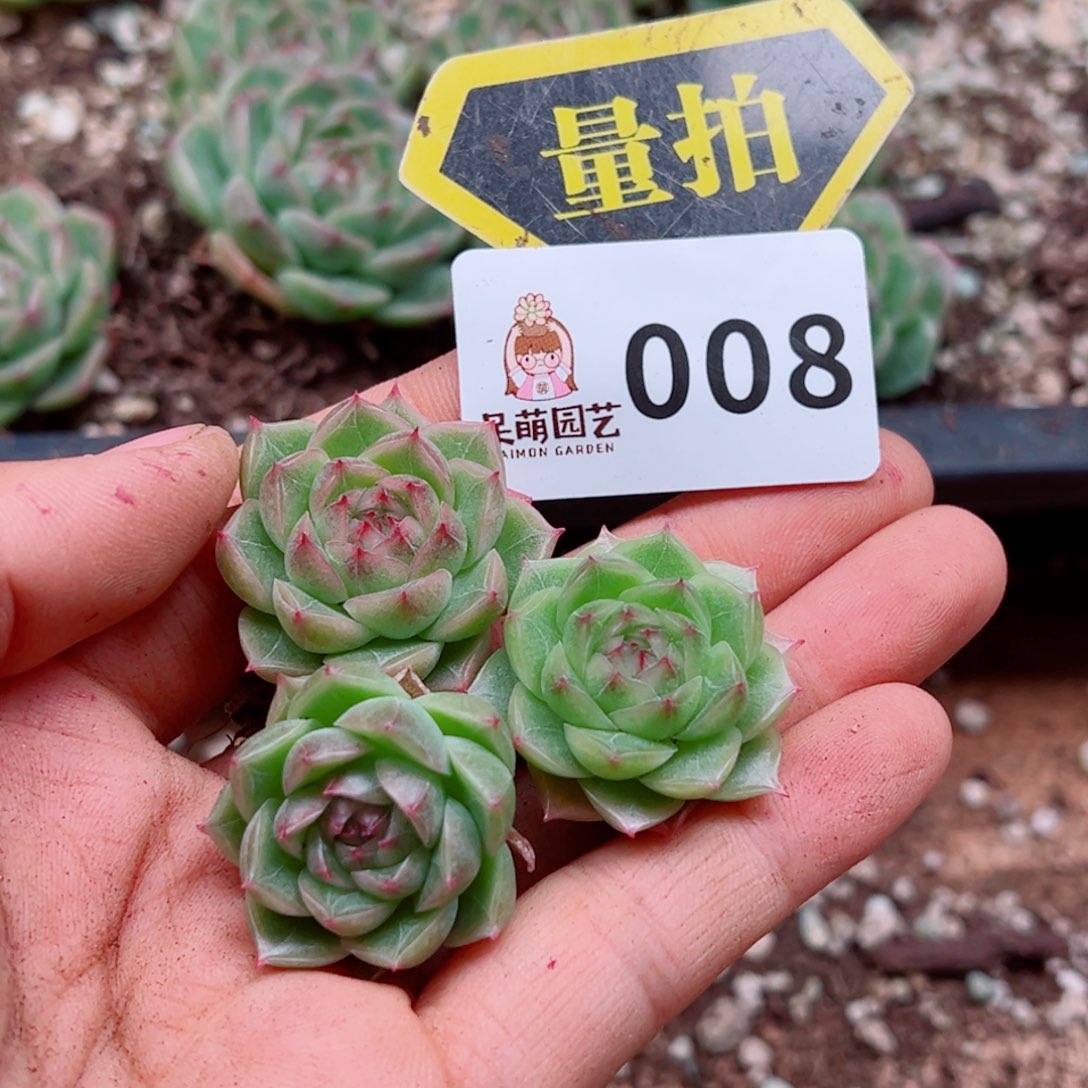 多肉植物多肉植物