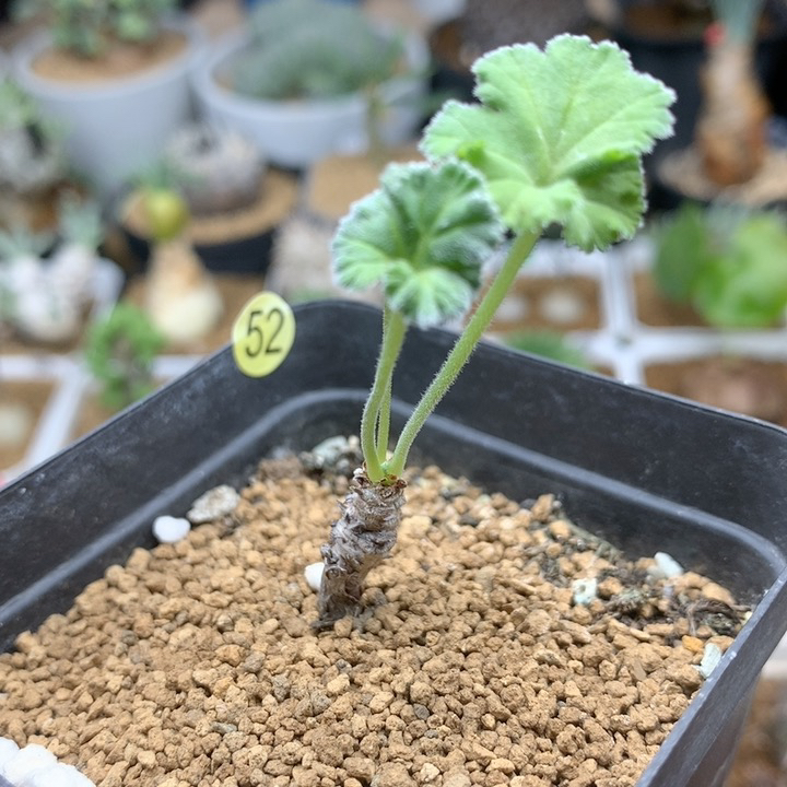 小枝干杨葵带盆多肉