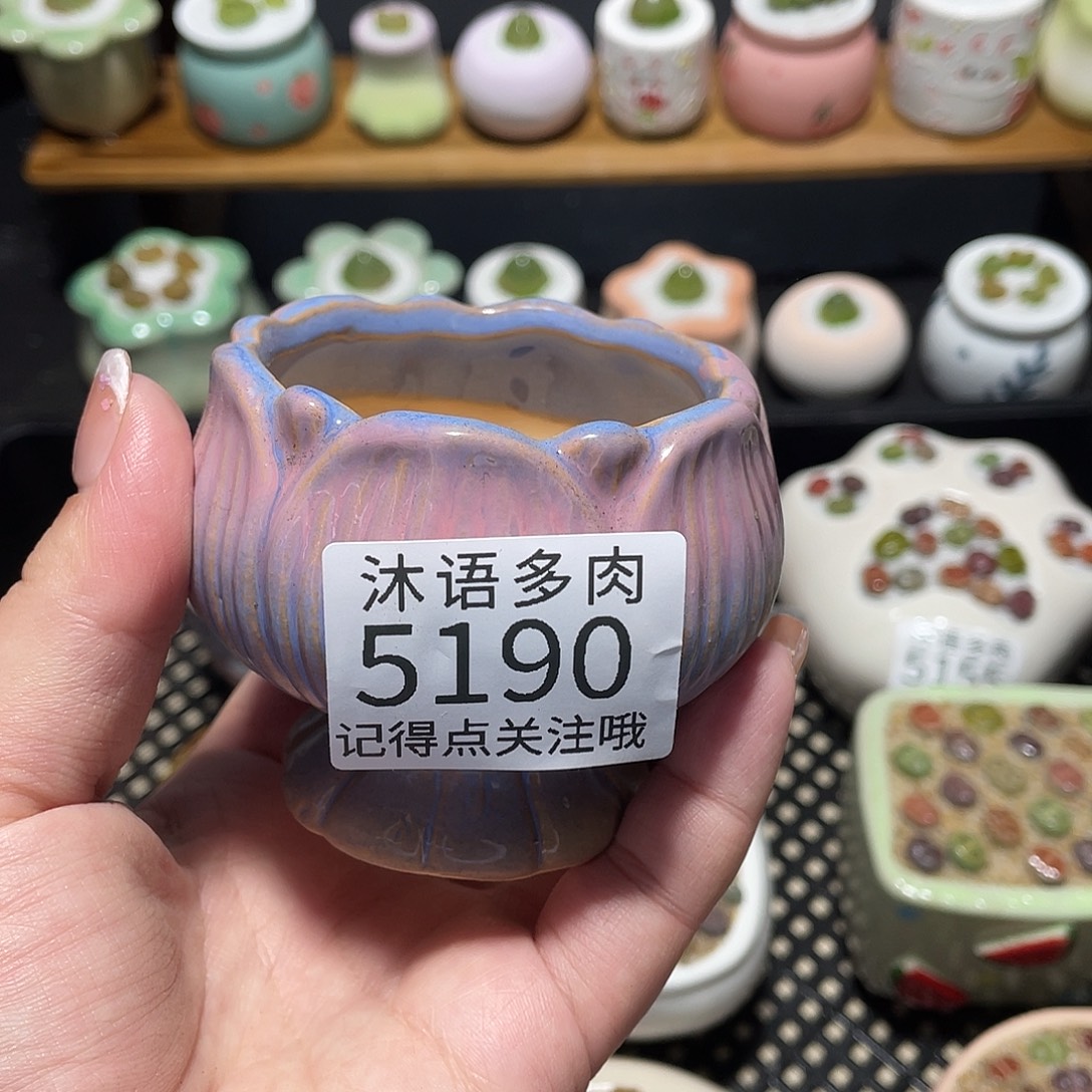 伊***.带盆土植物  一物一拍5190