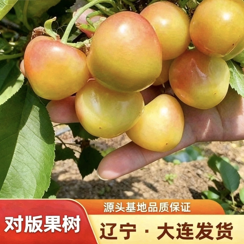 辉煌1-5车厘子大樱桃树苗辽宁大连发货