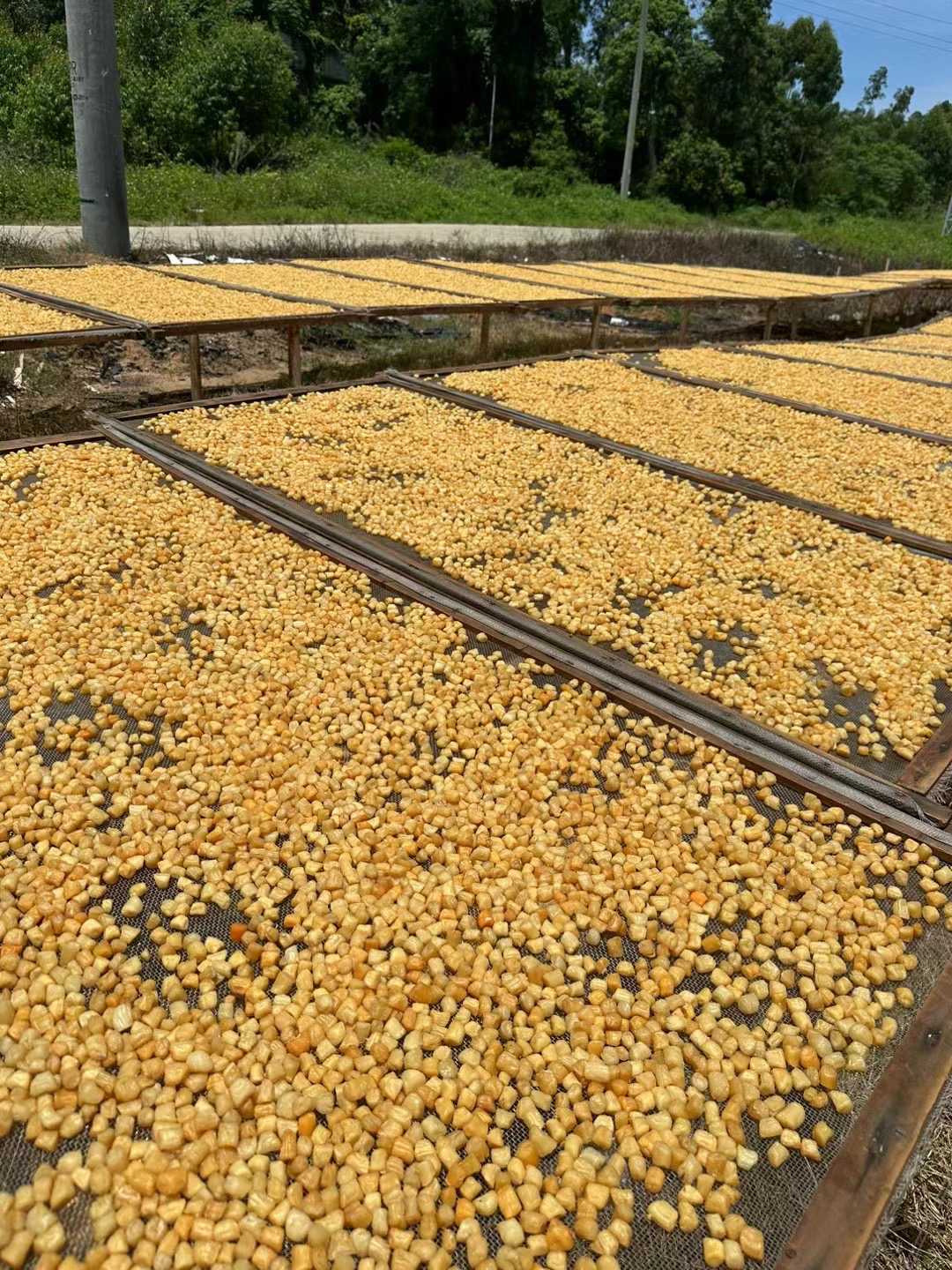 湛江草潭干贝瑶柱煲汤煲粥炒菜250g/500g/1000g