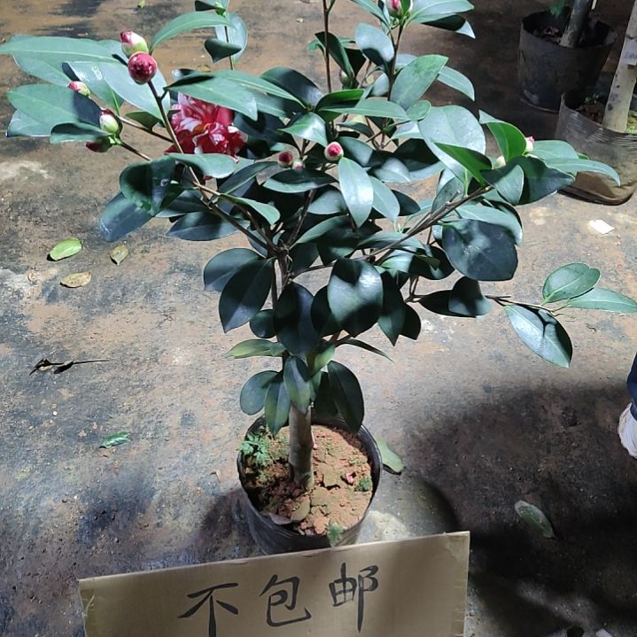 全部花苞红天香云不包邮