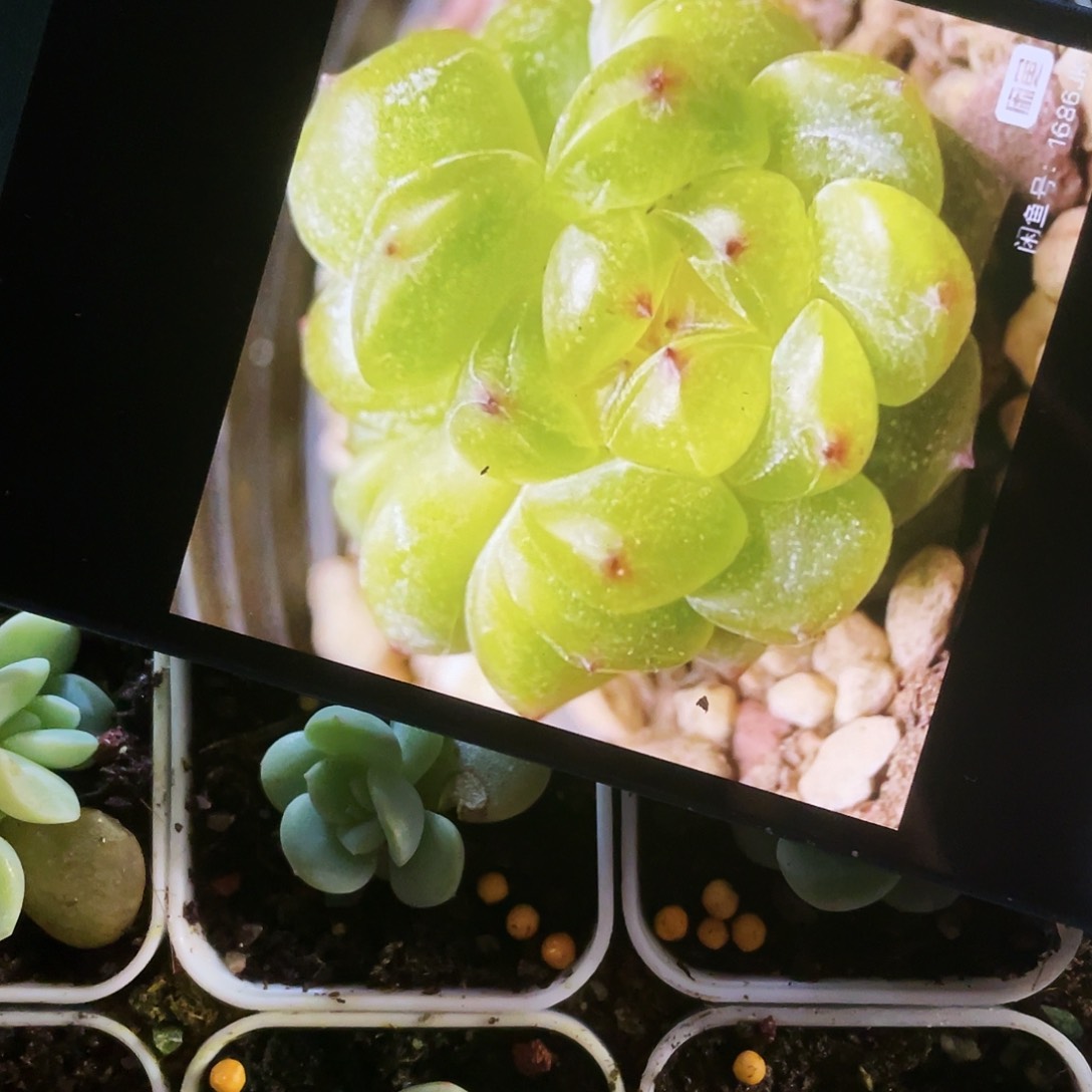 阳阳甜心中盆一个满25包邮