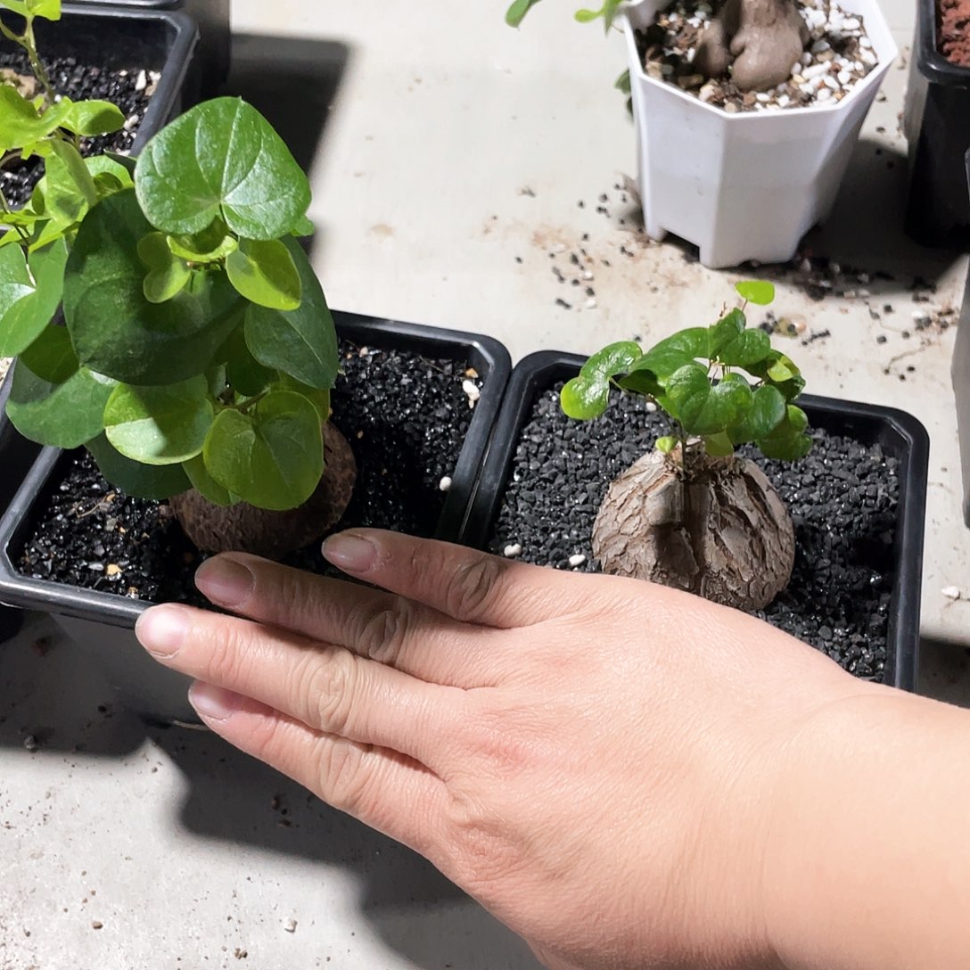 航***者6666666666666666666