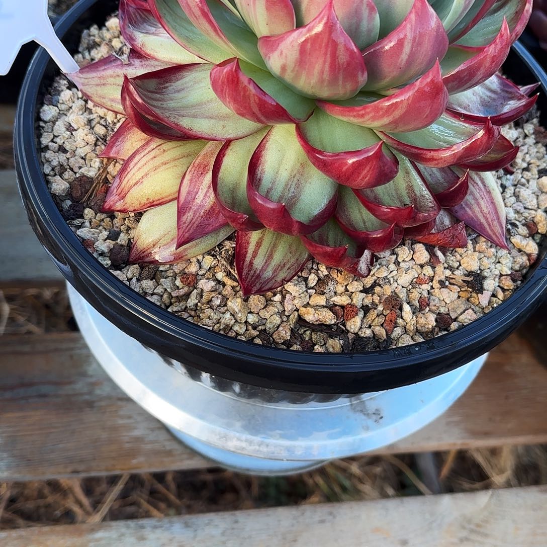  ***子无花朵惊鸿仙子22公分