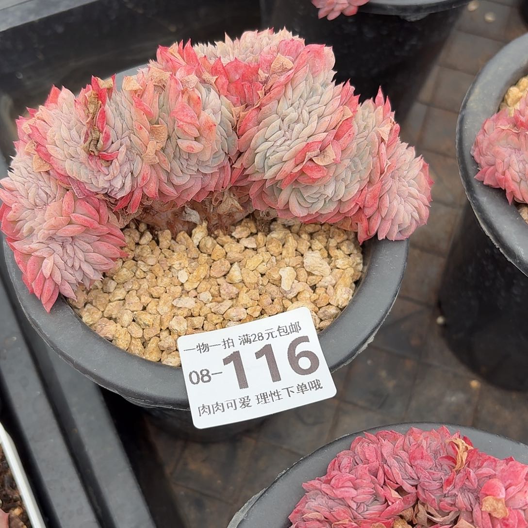 贝瑞缀无盆土发货