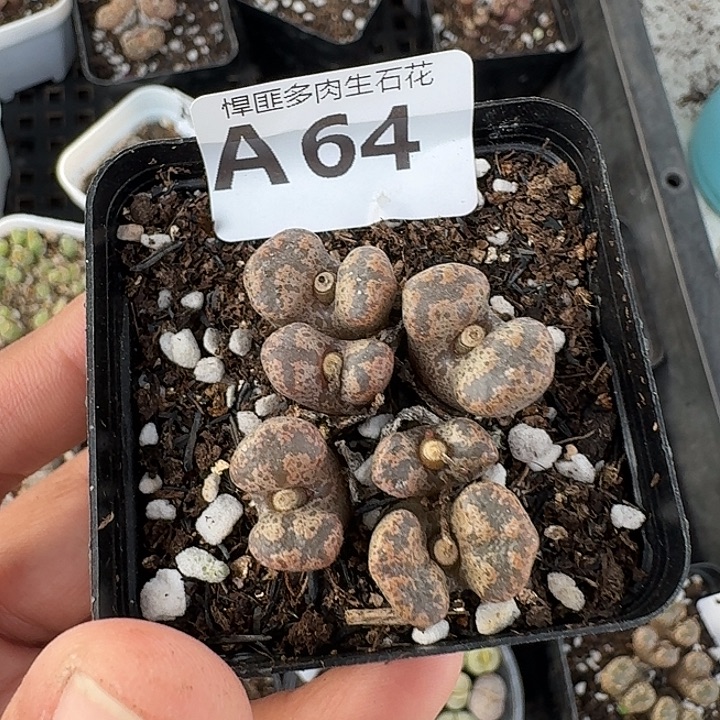 64多肉植物多肉植物