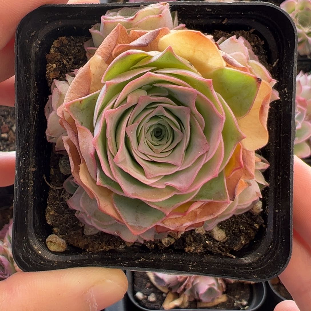 260号甜言—山地玫瑰