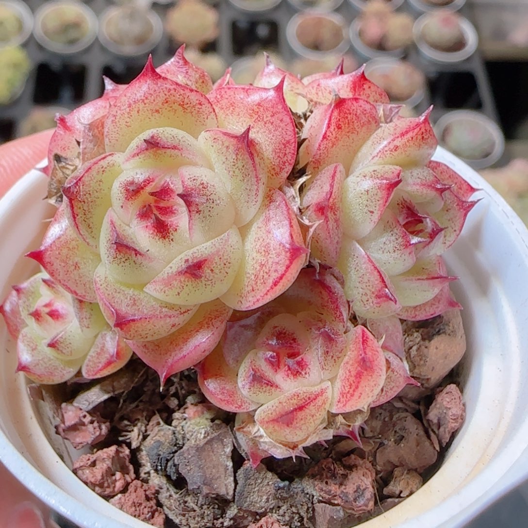 执***盏花语多肉1212-410散