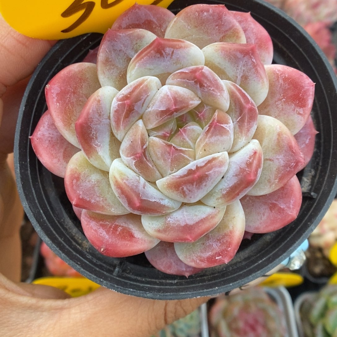 糖心冰魄可拍363号