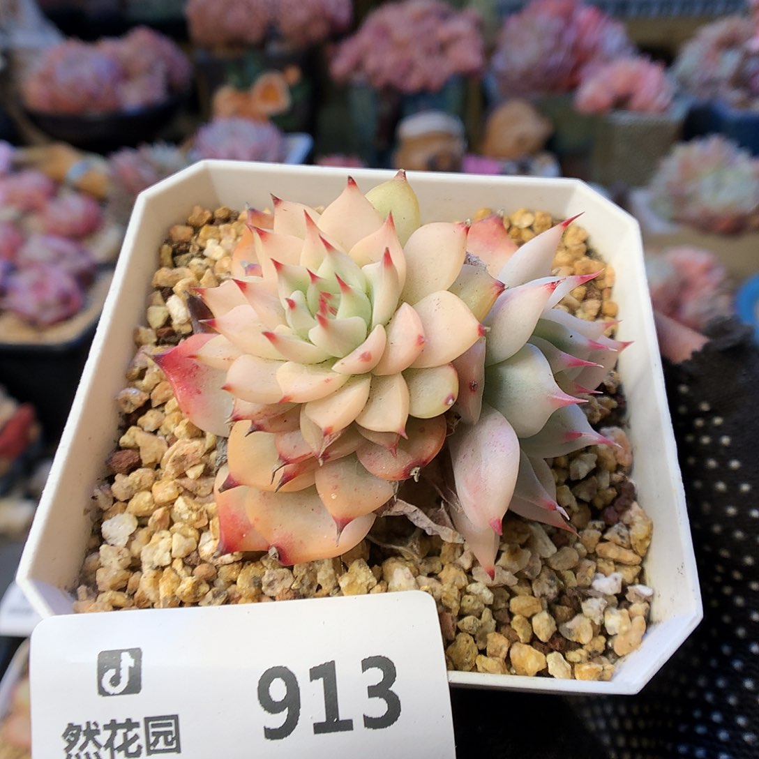 913吉娃娃锦多肉植物6666