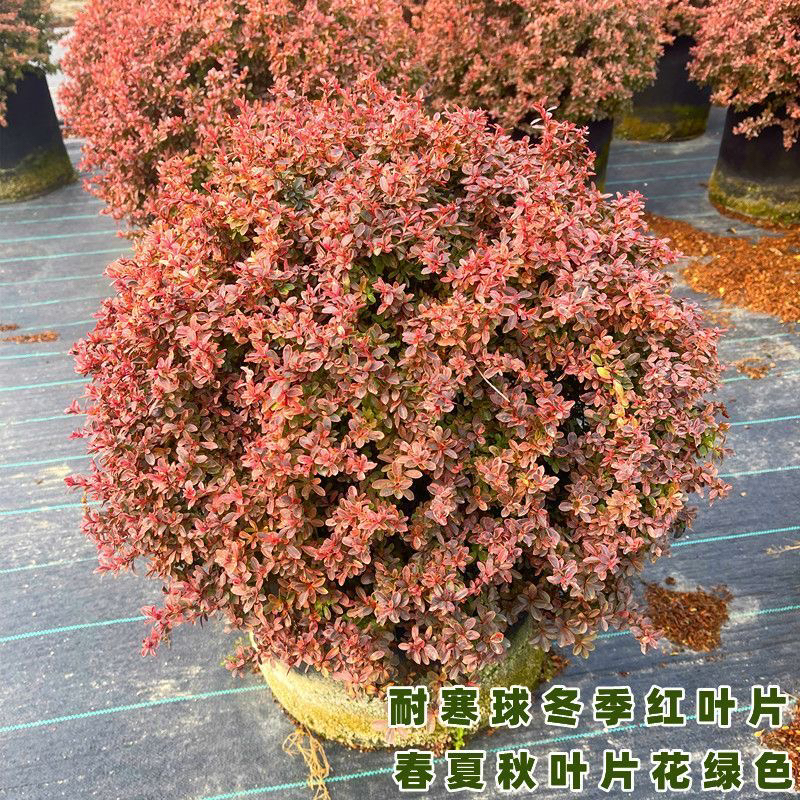 花镜搭配小丑火棘盆栽庭院花镜种植多年生彩叶常绿灌木植物变色叶