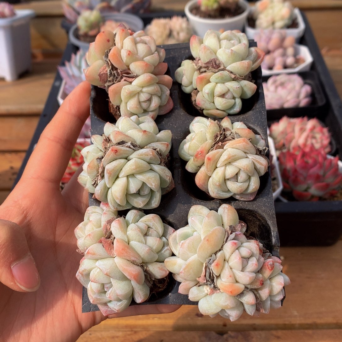 精品冰玉群组合一物一拍