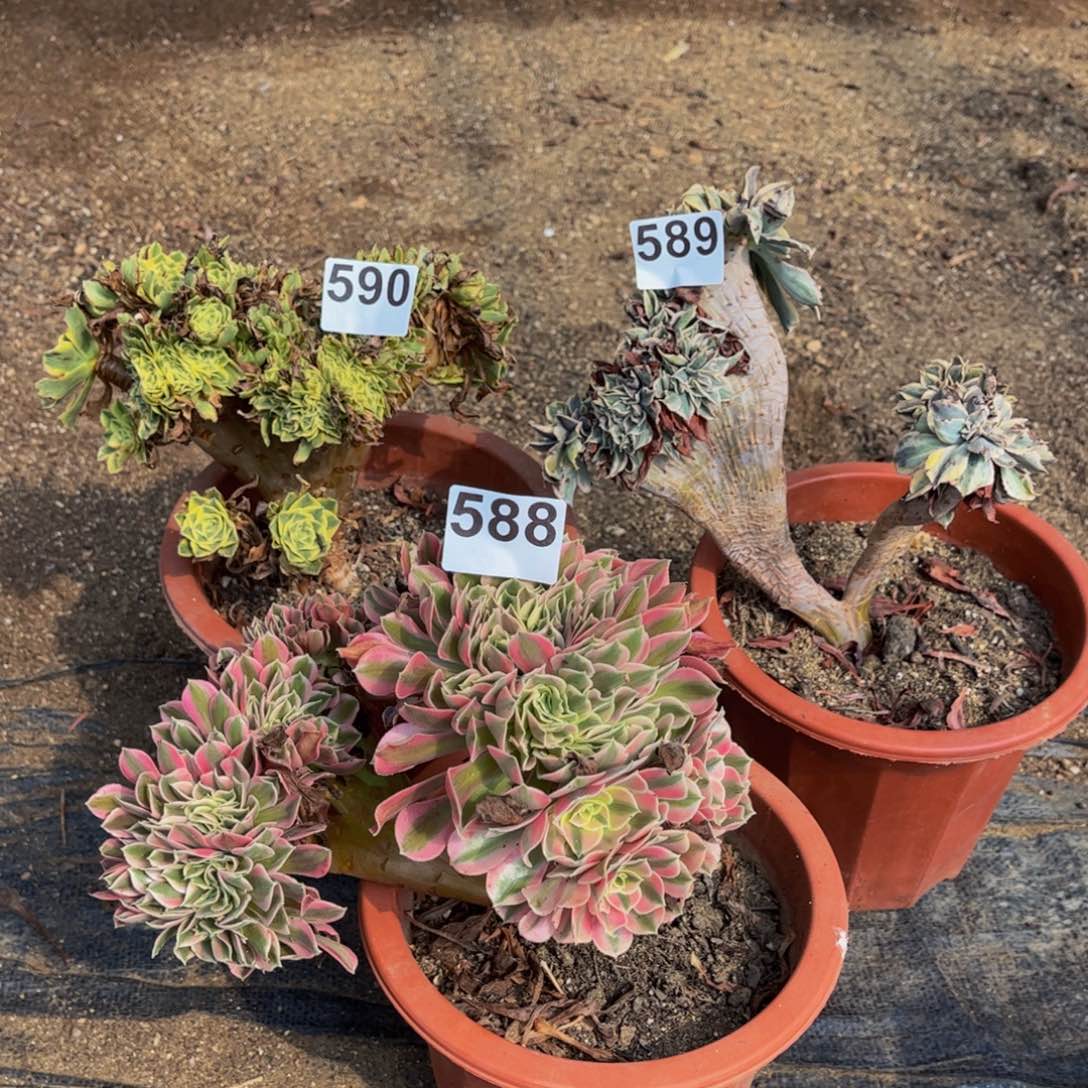 多肉植物3颗588、590、589