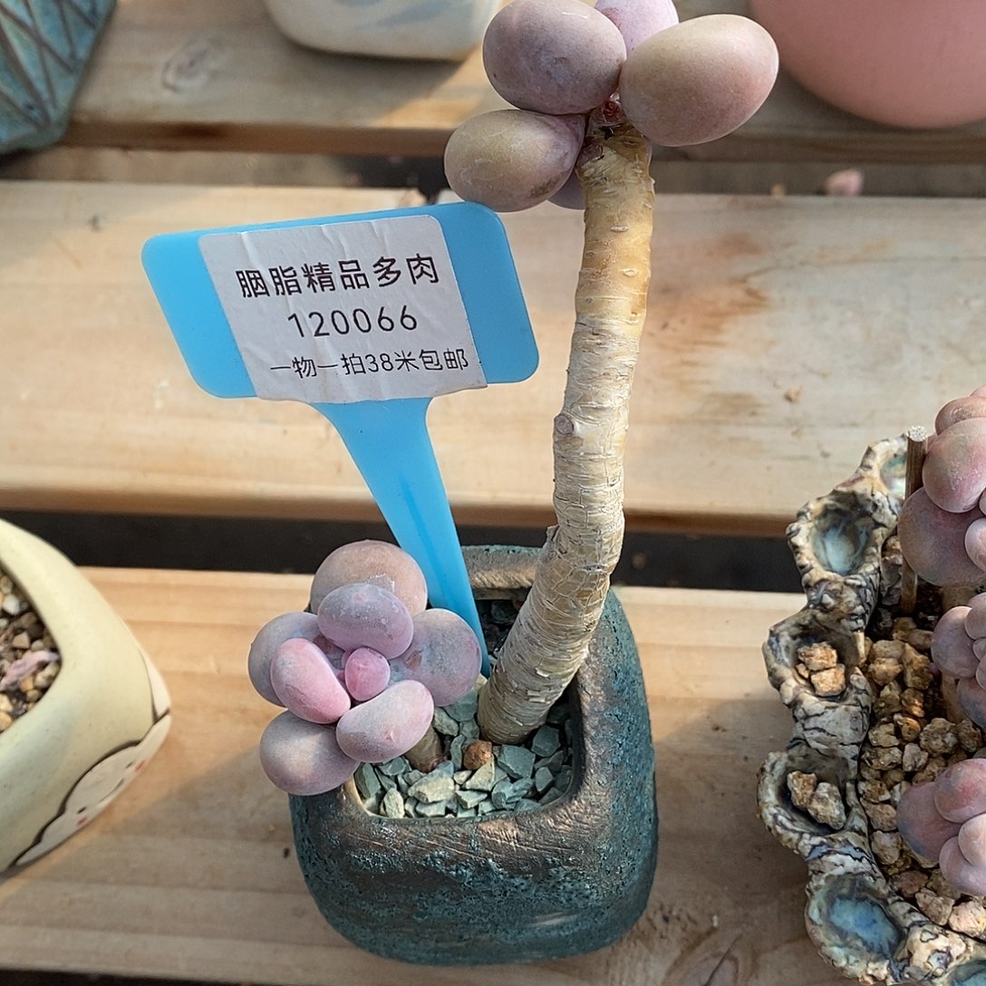 长***了066统计璐璐咯哦哦哦哦哦哦