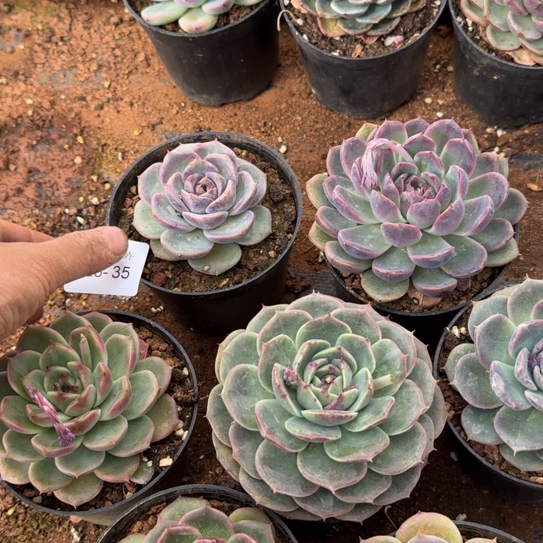 28-35黑水晶杂交月影一颗量拍