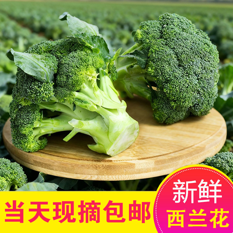新鲜西兰花露天种植现摘现发清甜可口时令蔬菜西蓝花