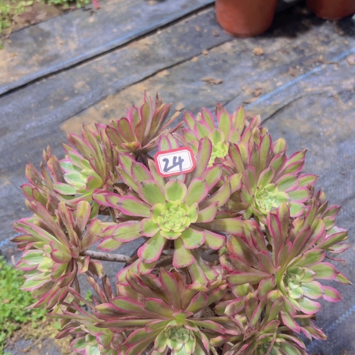 一物一拍黄花梨24