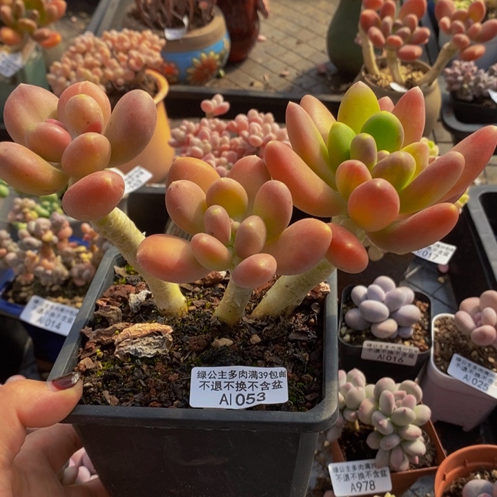 金蝉老桩1053多肉植物