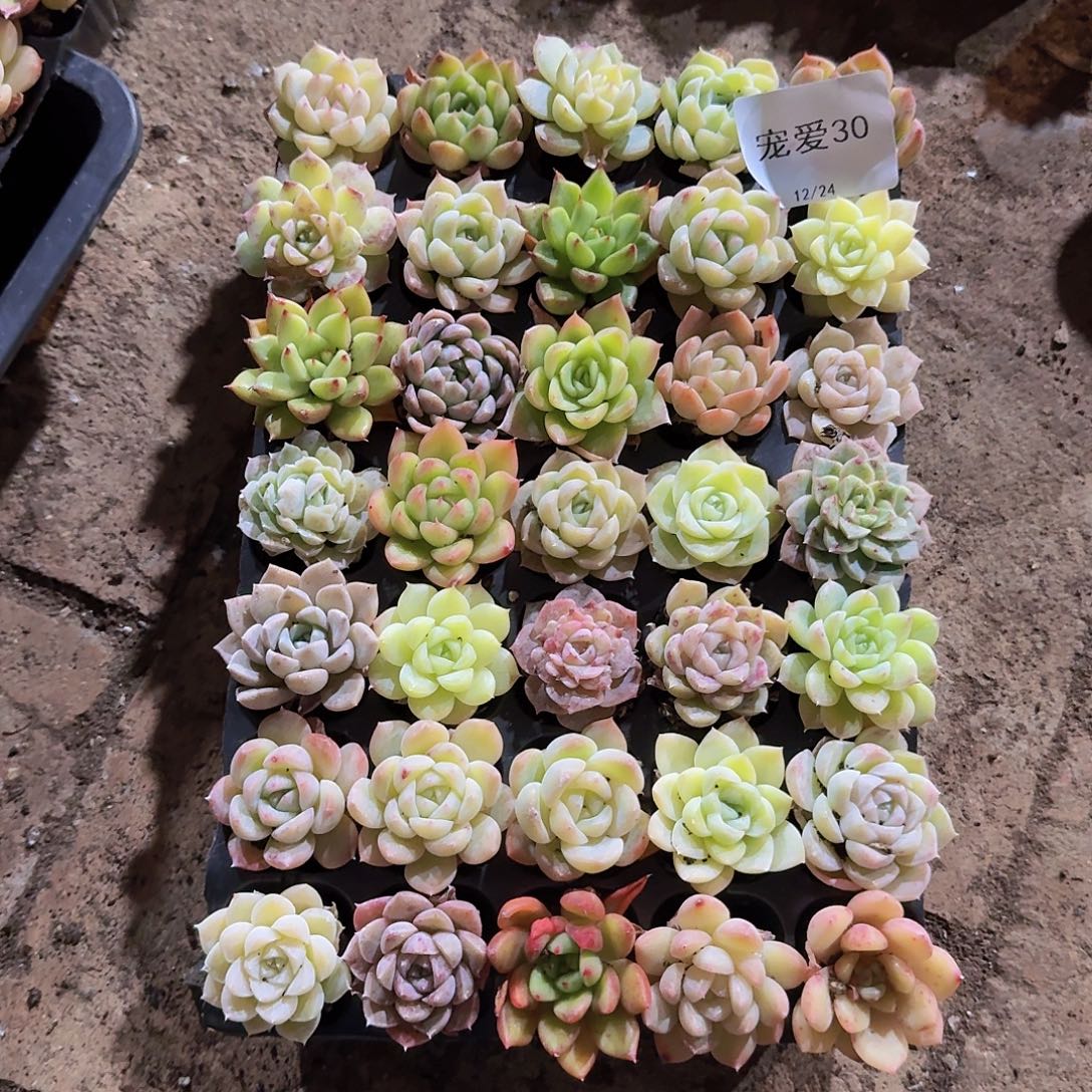 直播福利一物一拍30