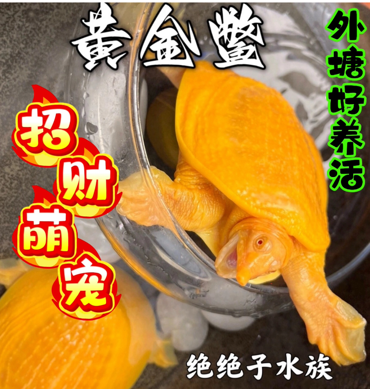天然变异红眼黄金甲鱼团鱼鱼缸水池混养可爱黄金鳖
