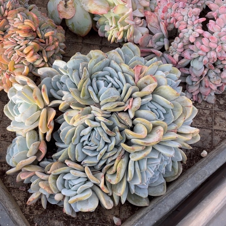 【闪购商品】雪特群