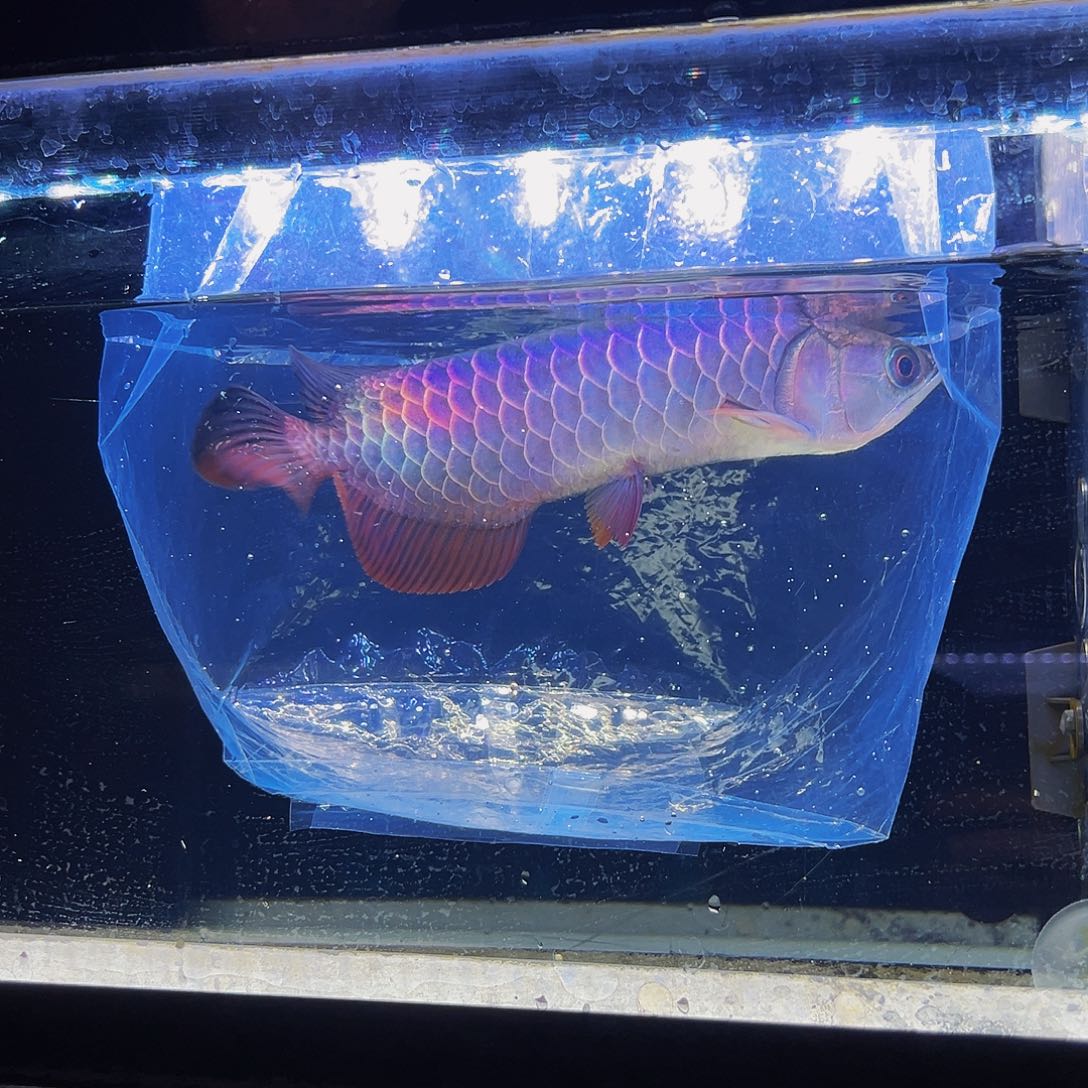 龙鱼K****文马来西亚古典蓝底过背