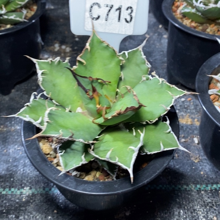 看**吗福利凯撒一颗如图！！