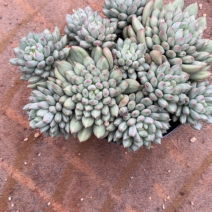 *****多肉植物一物一拍