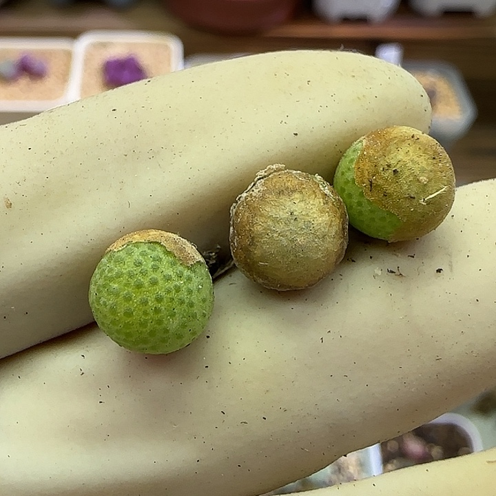 938园艺优选玉米