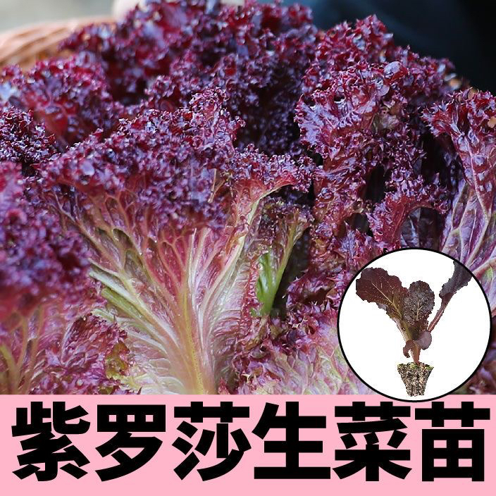 紫罗莎紫叶生菜苗带土秧苗现拔现发易成活四季阳台盆栽田园种植