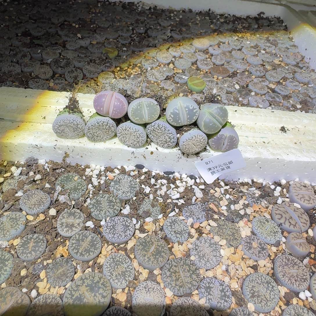 今***乐71多肉哈哈哈哈哈哈哈